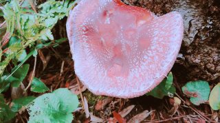 大きくなり過ぎた椎茸