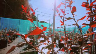 太陽とブルーベリー