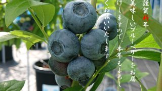 謹賀新年の挨拶