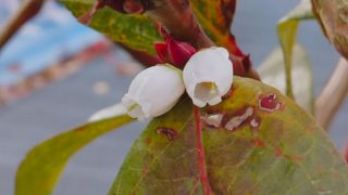 ビックハリソン花