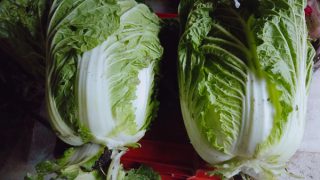 収穫した白菜