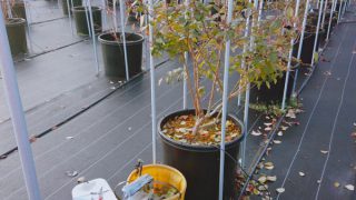 剪定作業グッズ