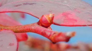 オニールの花芽