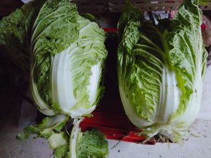 減農薬栽培の白菜
