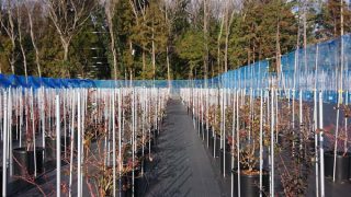 ポットが並ぶ畑内