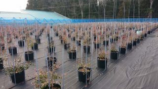 剪定前のラビットアイ系のエリア