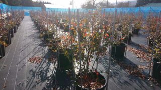 ブルーベリーの木