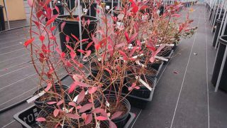 トワイライトの苗