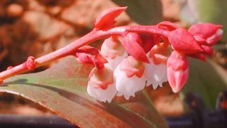 メンデイトの花