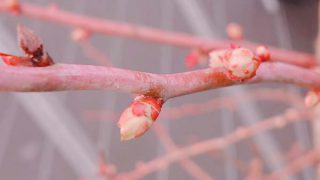 ブルーベリーの蕾