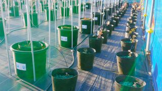 畑内のブルーベリー