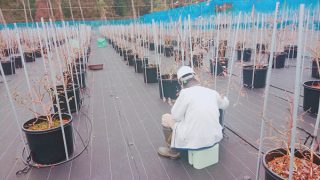 中学時代の恩師が作業中