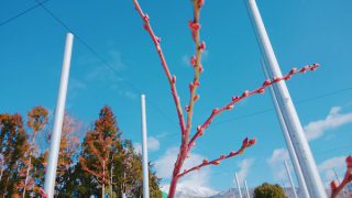 ブルーベリーの蕾が青空に映える