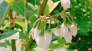 ブルーベリーの花