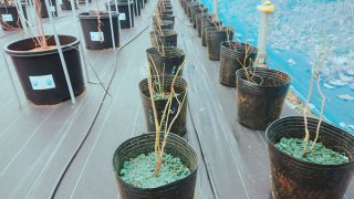 70本の苗木を育成中です