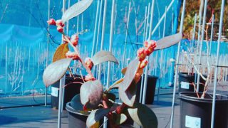 ブルーベリーのミスティの花