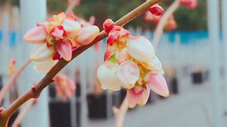 ブルーベリーオニールの花