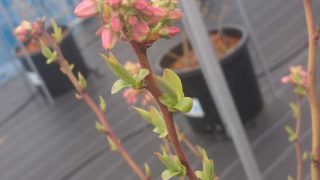ブルーベリーの若葉が芽吹いています