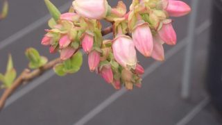 ブルーベリーハンナズチョイスの花