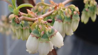 ブルーベリーベッキーブルーの花