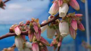 ブルーベリーデニーズブルーの花