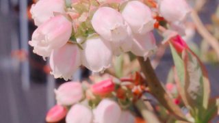 ブルーベリーの花