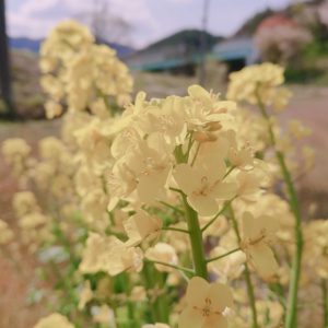 白菜の花