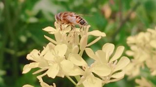 菜の花の花粉を集めるミツバチ