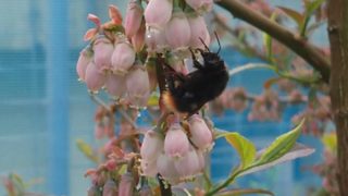 蜜を吸うクロマルハナバチ