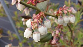 ブルーベリーの花　レガシー