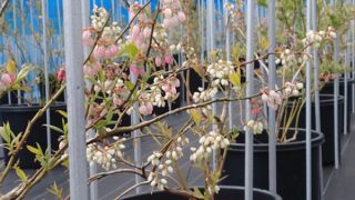 ブルーベリーの花咲く園地