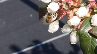 蜂とブルーベリー