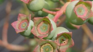 ブルーベリーの幼果