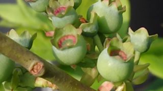 ブルーベリーの果実