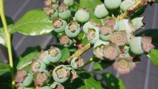 ブルーベリーの果実　ブルークロップ