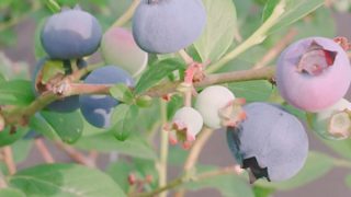 色み始めたオニール