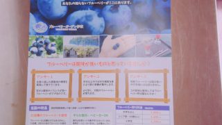 ブルーベリー狩りチラシ