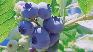 大粒ブルーベリー