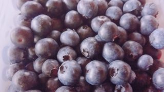 収穫したブルーベリー