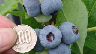 １００硬貨大のブルーベリーの果実