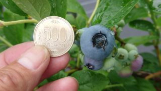 ５００円硬貨大のブルーベリーの果実