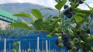 ブルーベリーと伊吹山