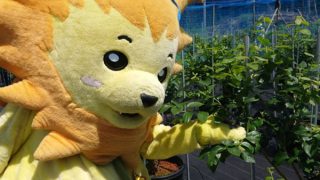 ゆるキャラあさ彦君