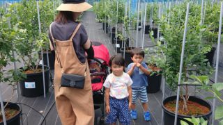 ベビーカーでもブルーベリー狩りを楽しめます