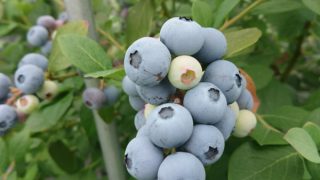 色づくブルーベリー