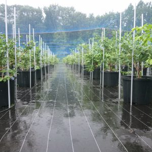 雨の園地