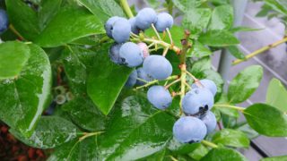 雨に濡れたブルーベリー