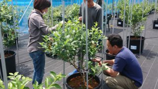 ブルーベリー狩りのお客様