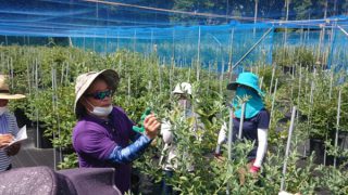 剪定講習会の様子