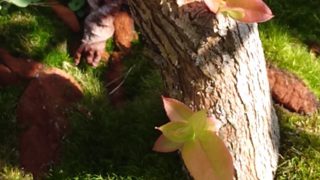 根元から新芽が吹き出したチャンドラーの木